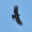 Image de Aigle noir