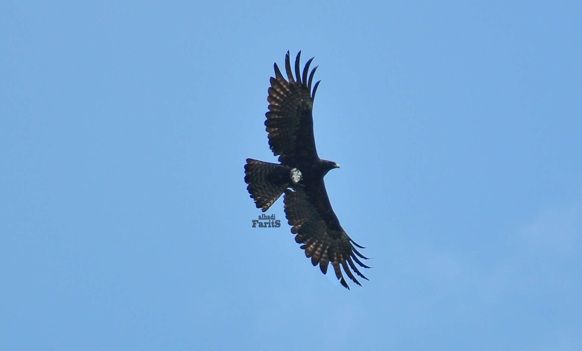 Image of Asian Black Eagle