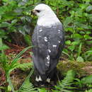 Image of White-necked Hawk