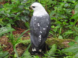 Image of White-necked Hawk