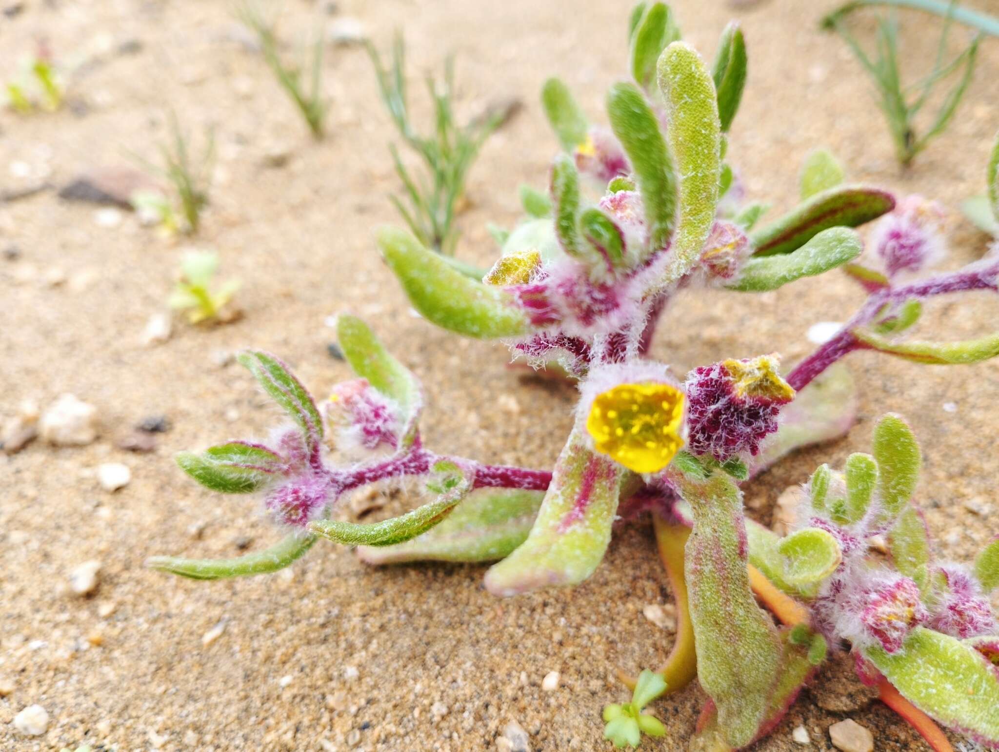 Image of Tetragonia pedunculata Phil.