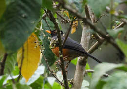 Image of Chestnut-bellied Thrush