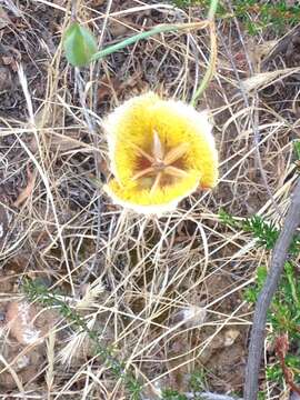 Image of Weed's mariposa lily