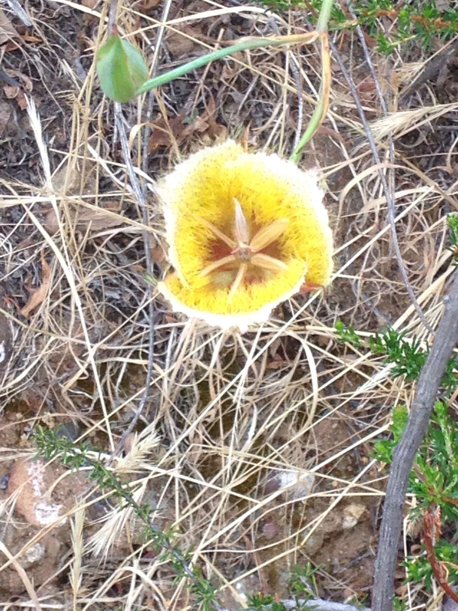 Image of Weed's mariposa lily