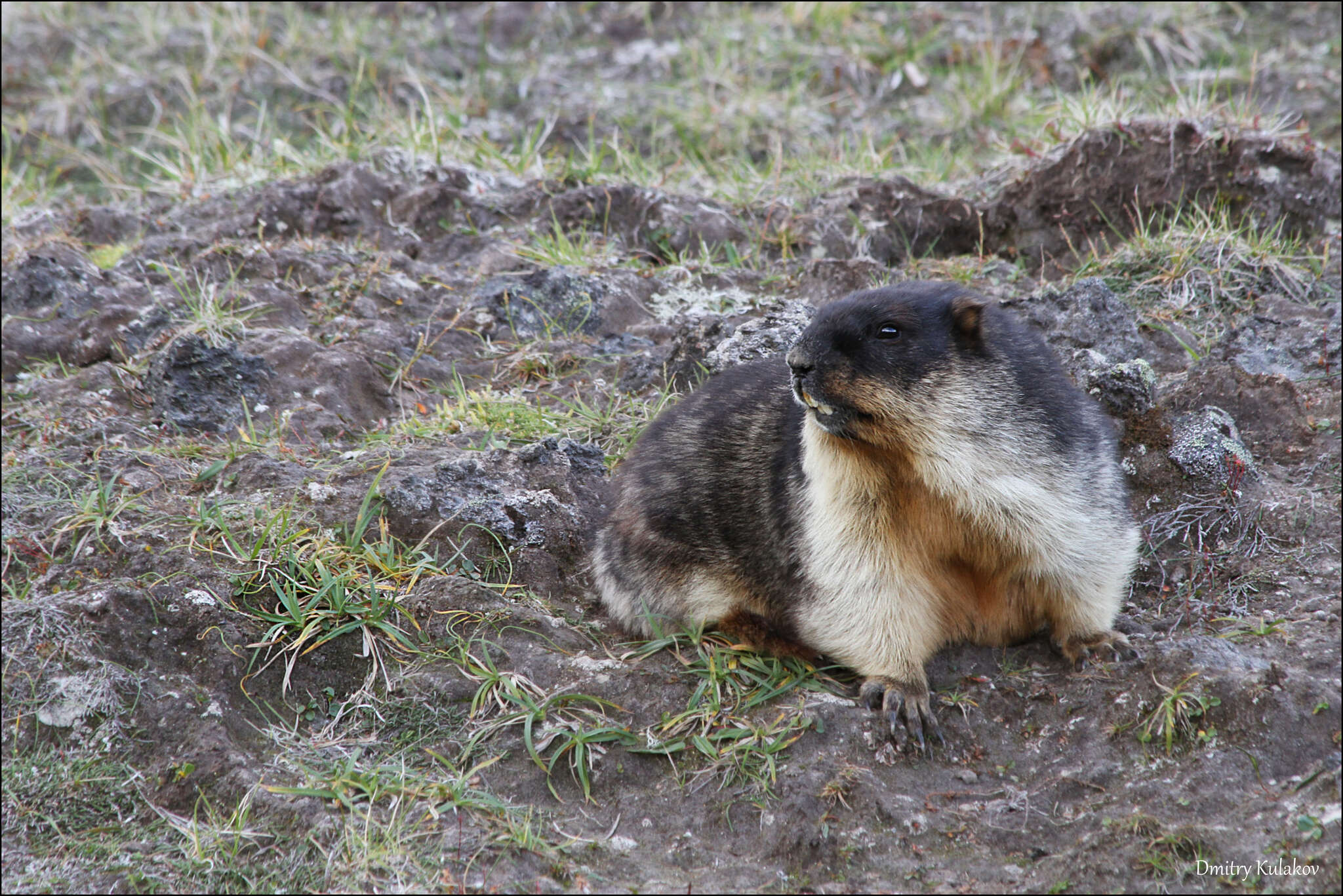 Image of Black-capped Marmot