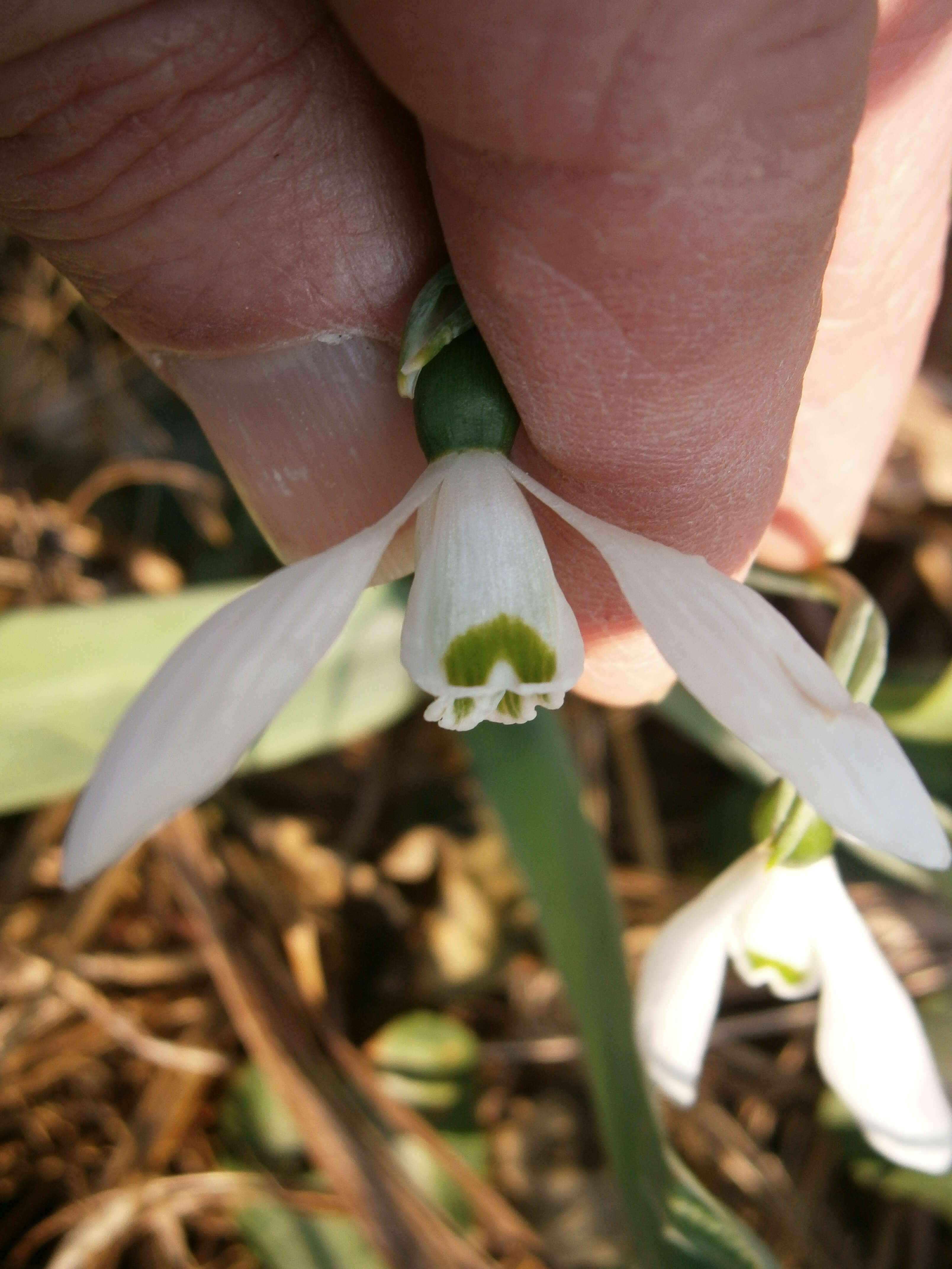 Image of giant snowdrop