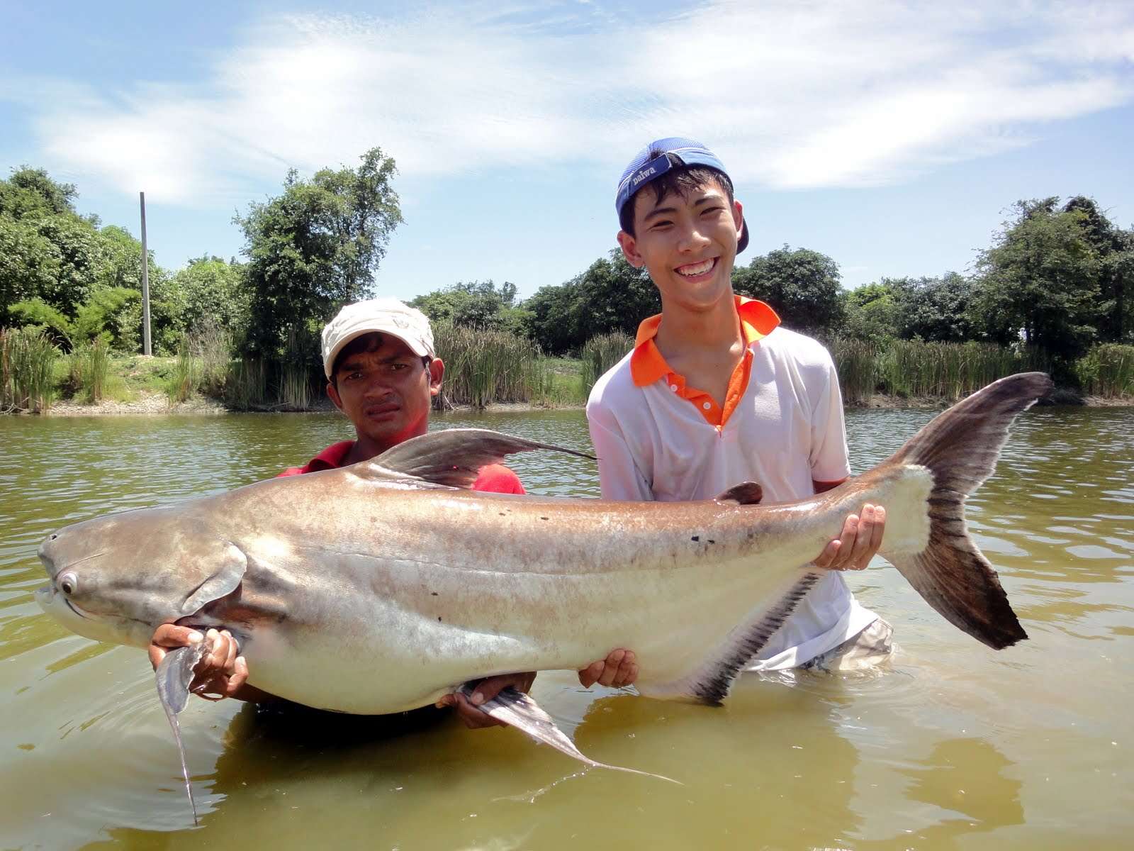 Image of Giant Pangasius