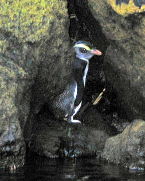 Image of Fiordland Crested Penguin