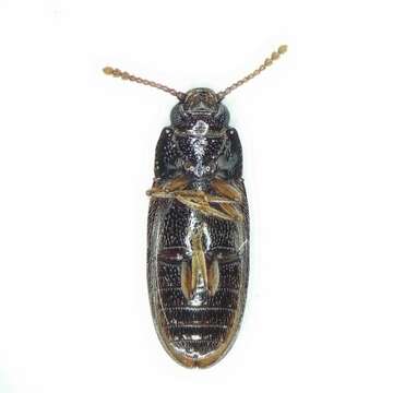 Image of Pharaxonotha kirschii Reitter 1875