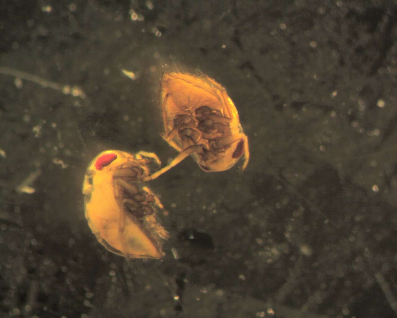 Image of pygmy backswimmers