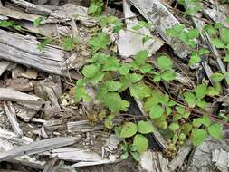 Image of Rubus pruinosus Arrhenius