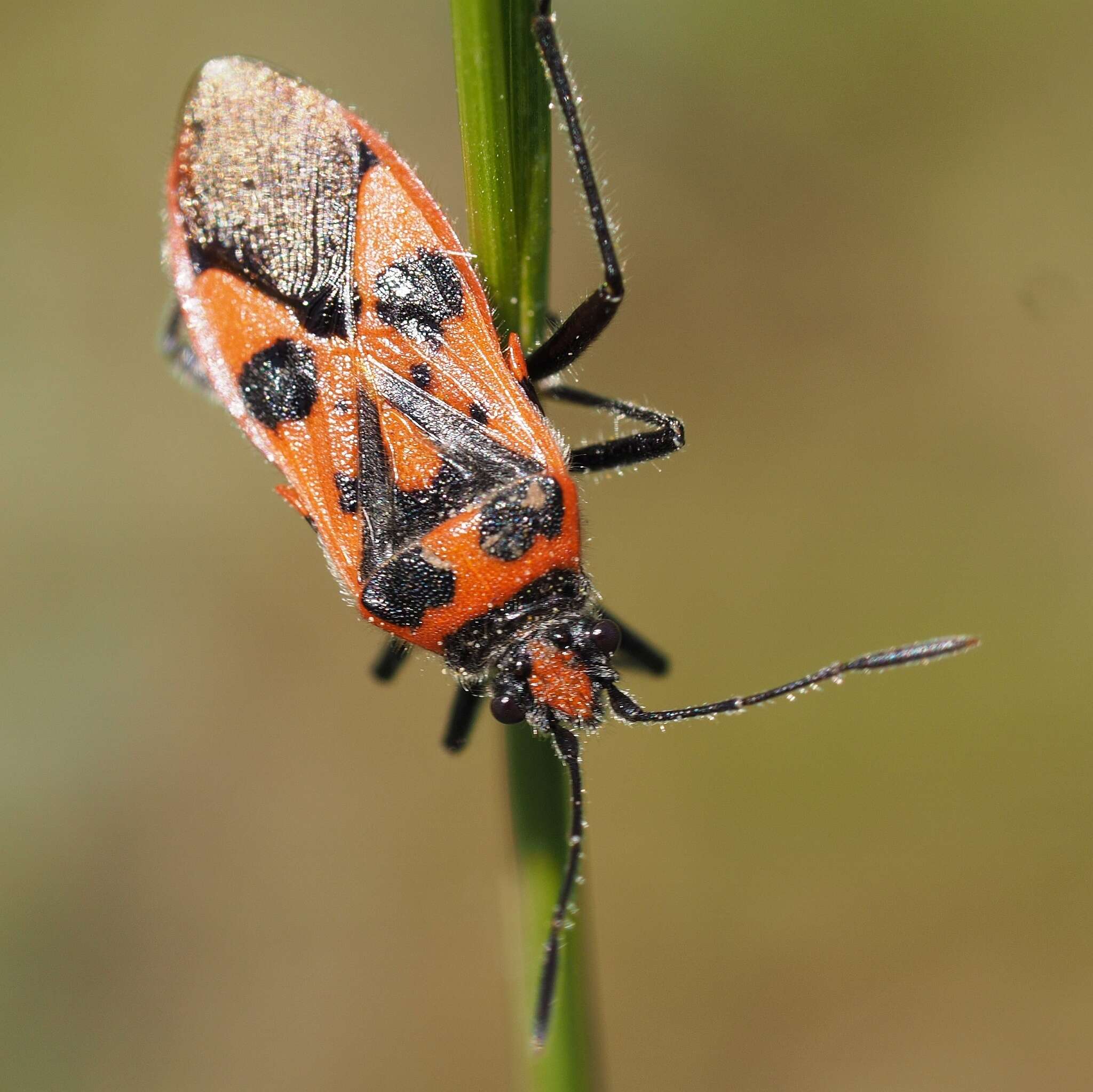 Image of black & red squash bug