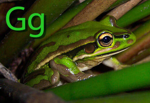 Image of Green and golden bell frog