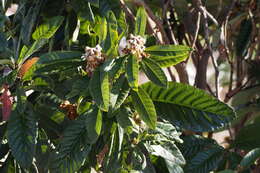 Image of Loquats