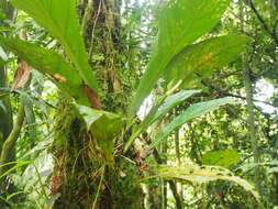 Image of Anthurium consobrinum Schott