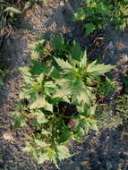 Image of Red Goosefoot