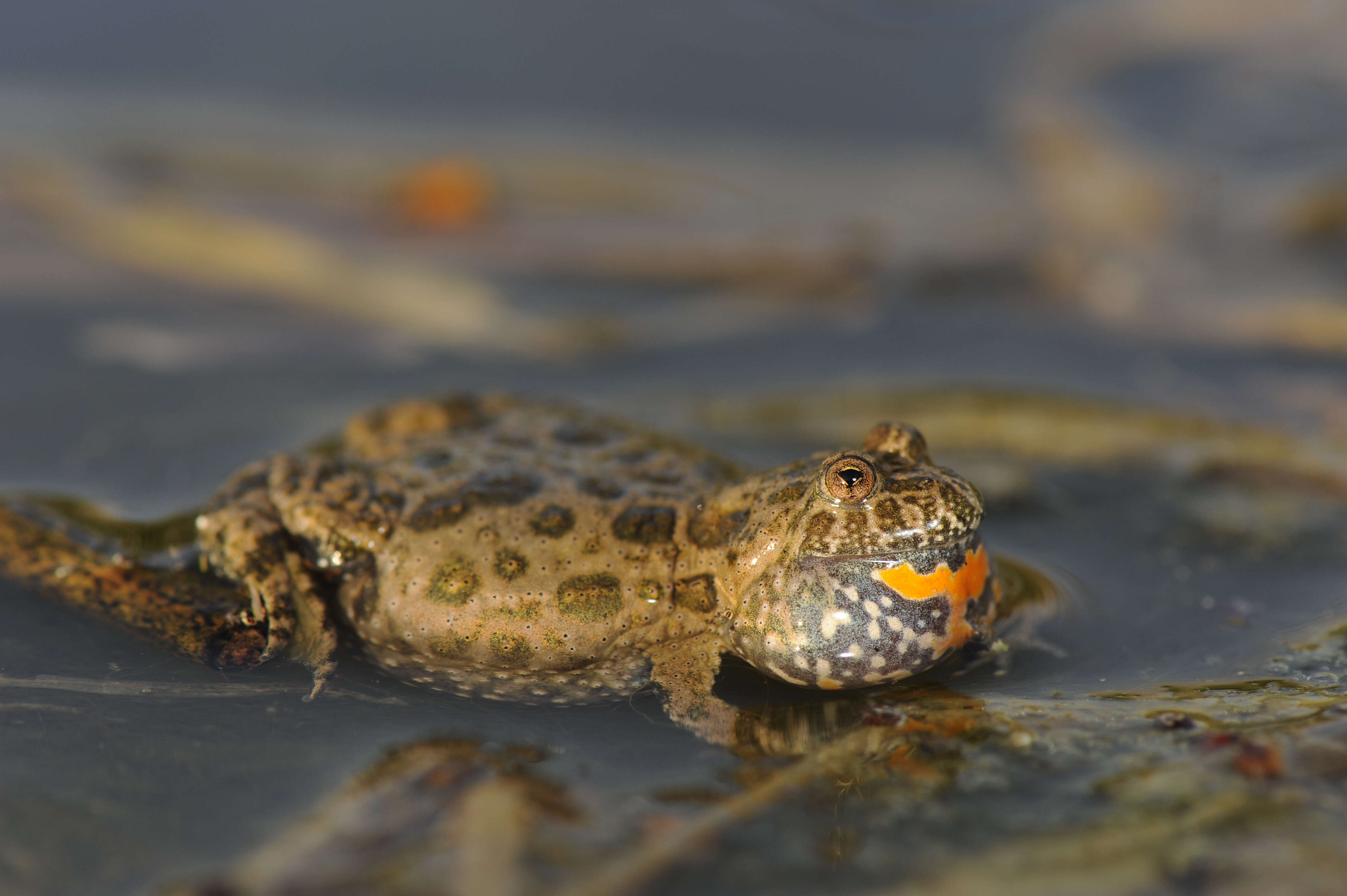 Image of Fire-bellied Toad