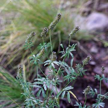 Image of sixweeks prairie clover