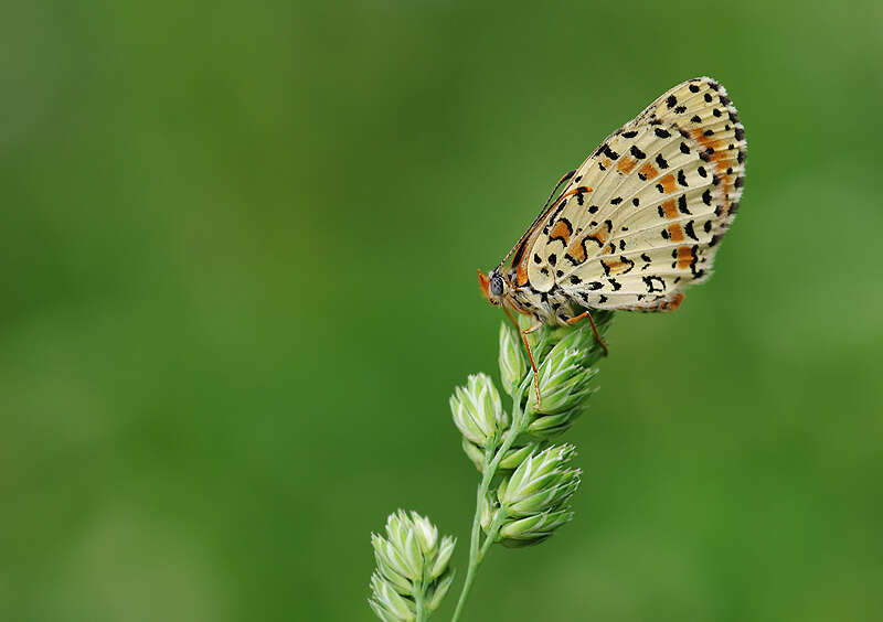 Image of Red-Band Fritillary