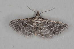 Image of Alucita spicifera Meyrick 1913