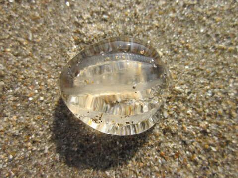 Image of Sea gooseberry