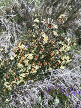 Image of Phebalium squamulosum subsp. ozothamnoides (F. Müll.) Paul G. Wilson