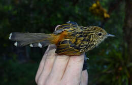 Image of Streak-headed Antbird