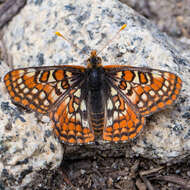 Image de Euphydryas editha (Boisduval 1852)