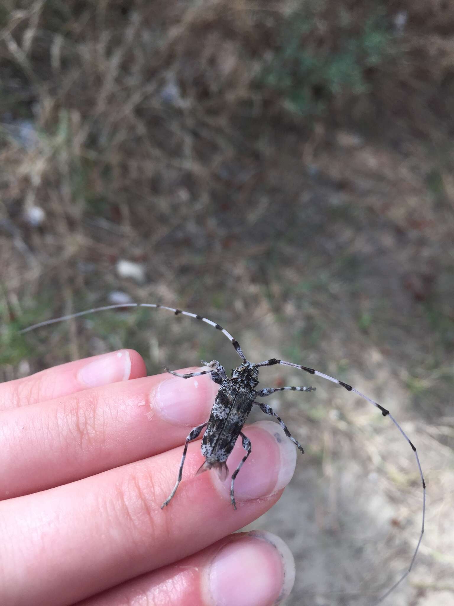 Image of Ponderosa Pine Bark Borer