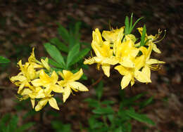 Image of Yellow Azalea