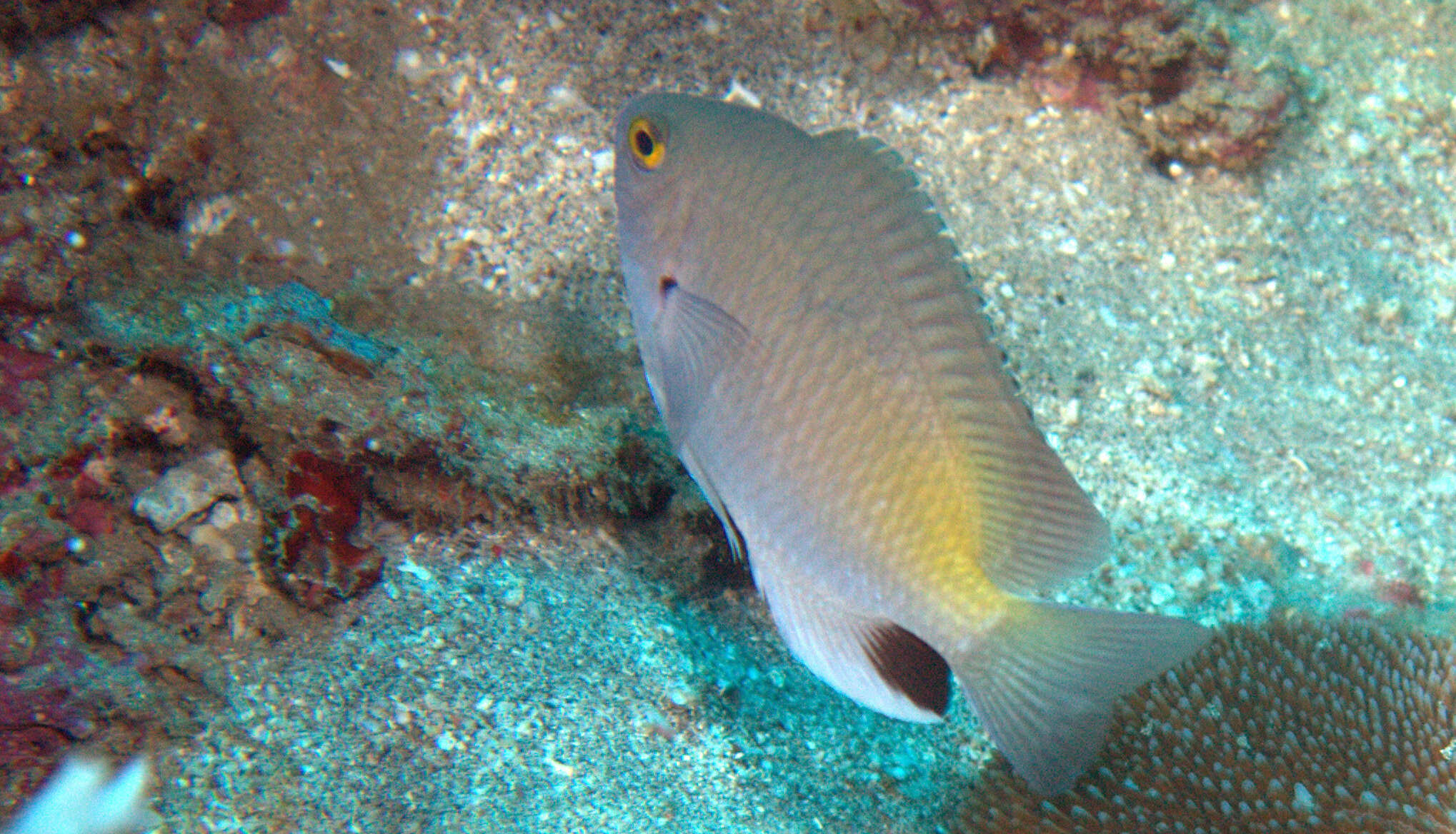 Image of Black-spot damsel