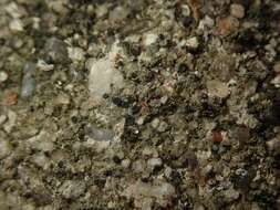 Image of lecidella lichen