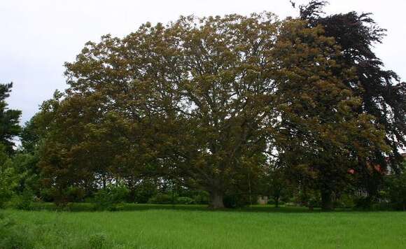 Image of Common walnut