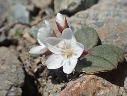 Image of <i>Claytonia obovata</i>