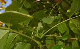 Image of Common walnut