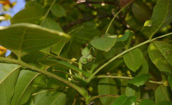 Image of Common walnut