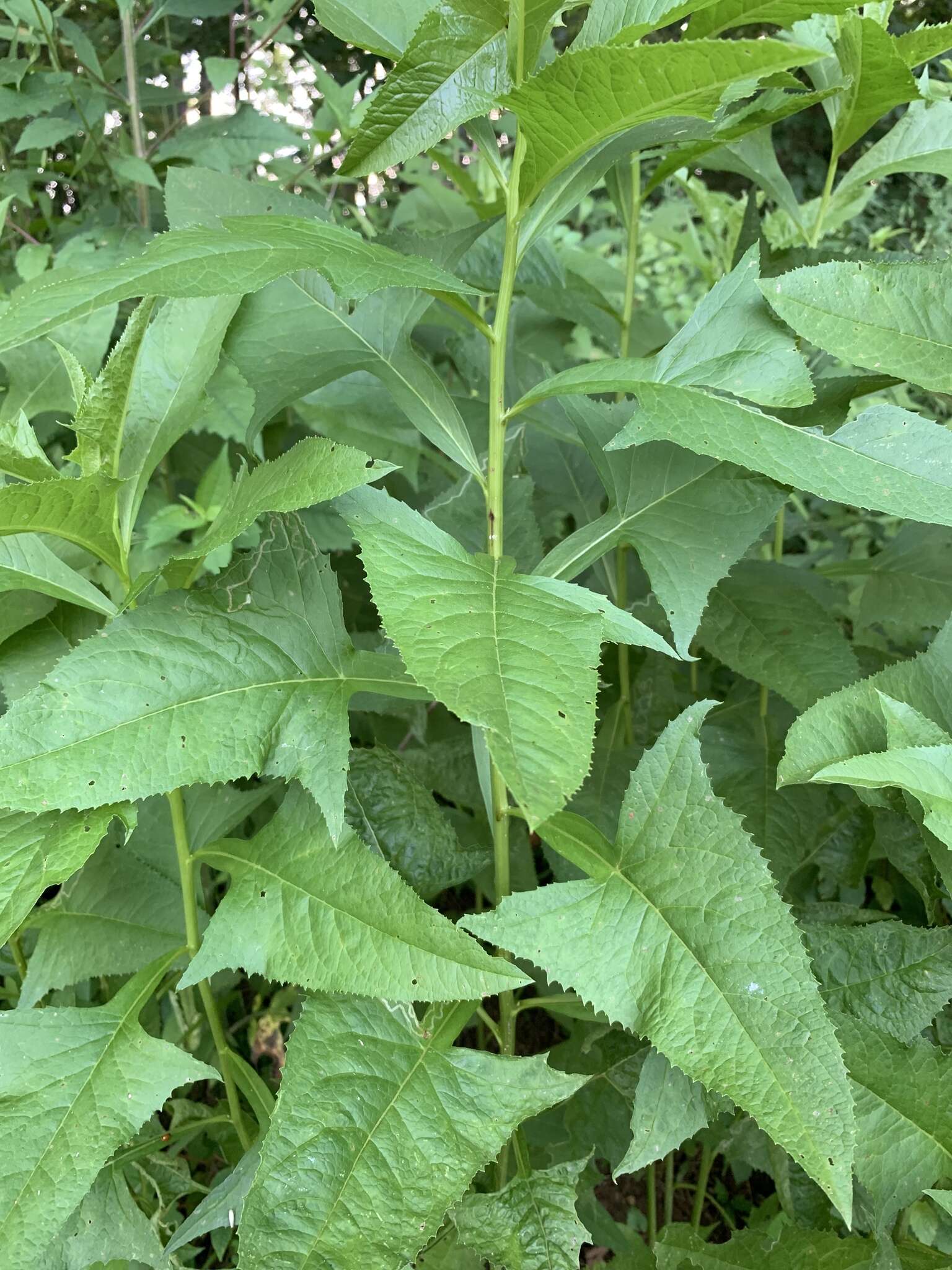 Image of false Indian plantain