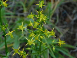 Image of Mt. Graham Spurred-Gentian