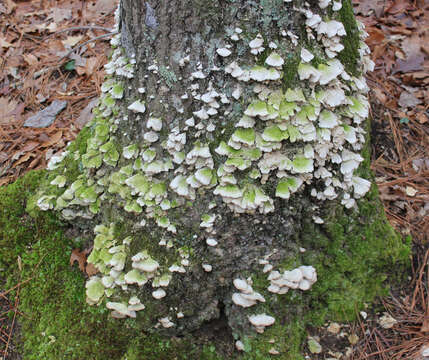 Image of Trichaptum biforme (Fr.) Ryvarden 1972