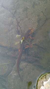 Image of California Newt