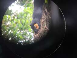 Image of Black Giant Squirrel