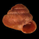 Image of Pyramidula przevalskii