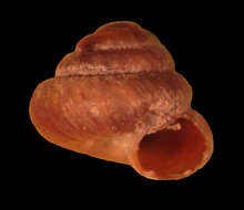 Image of Pyramidula przevalskii