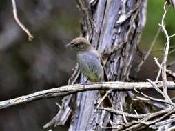 Image of Rusty-tailed Flycatcher