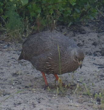 Image of Cape Francolin