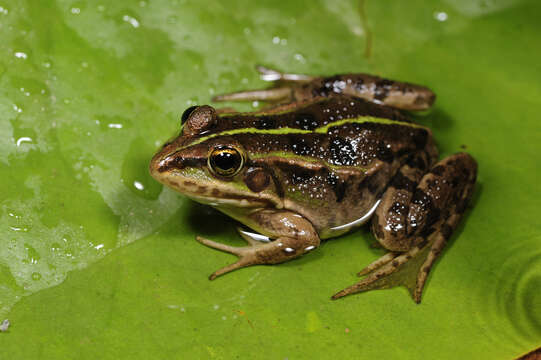 Plancia ëd Pelophylax shqipericus (Hotz, Uzzell, Günther, Tunner & Heppich 1987)