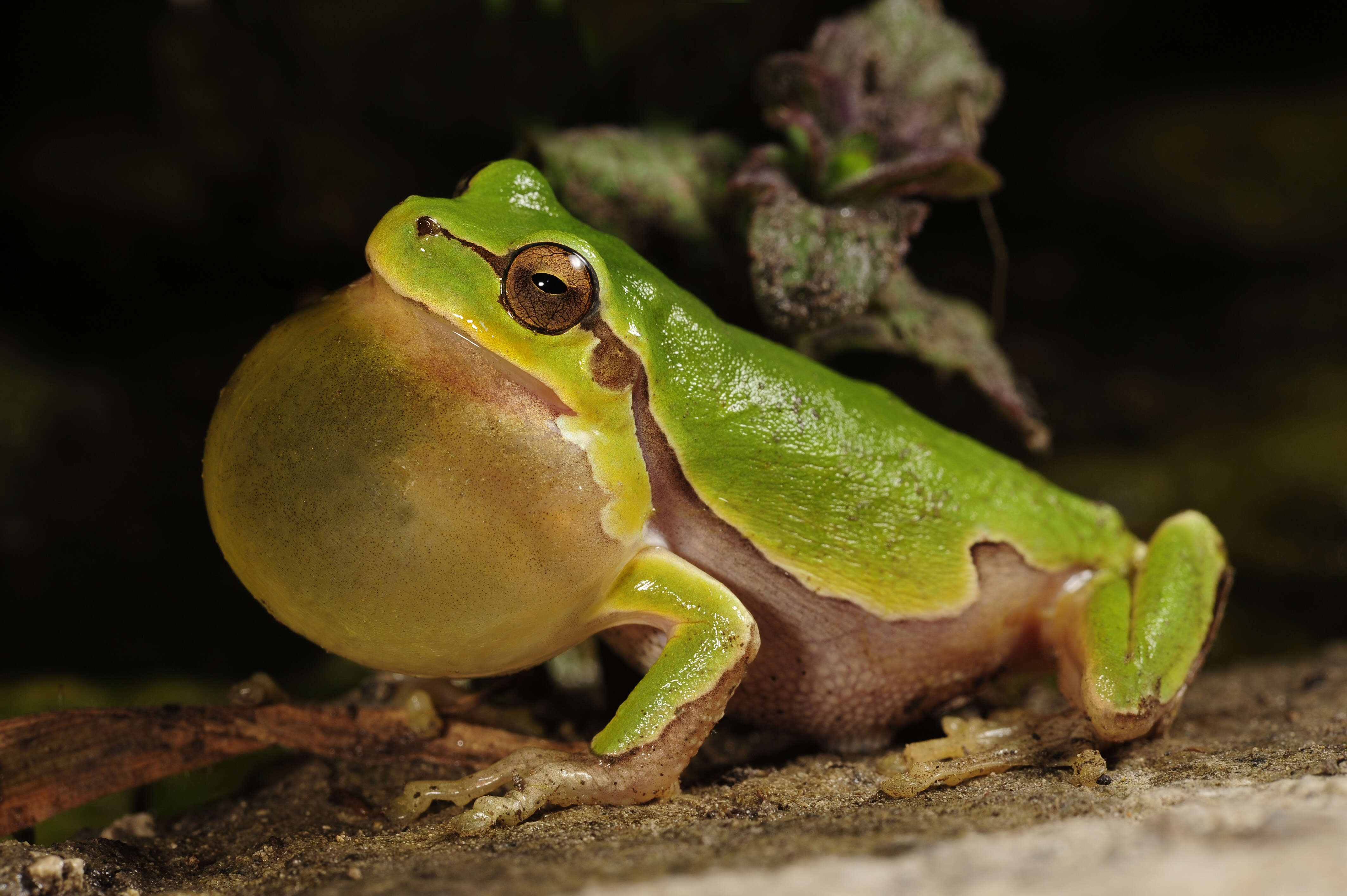 Image of Italian Tree Frog