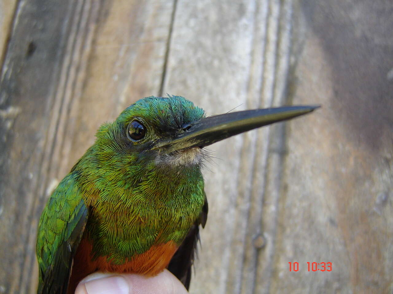 Image of Bluish-fronted Jacamar