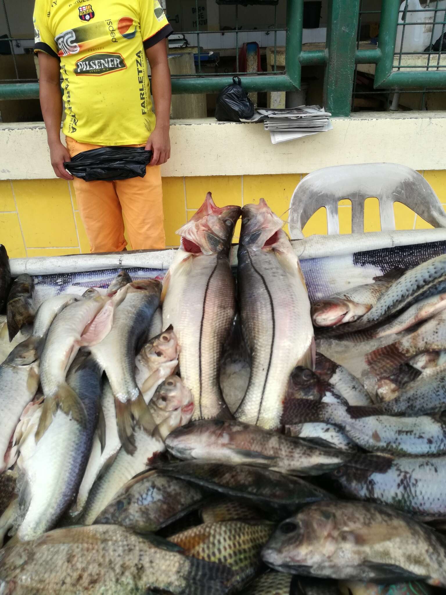 Image of White snook