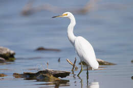 Image of Little Egret